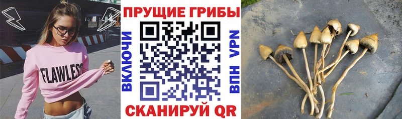 Галлюциногенные грибы Psilocybine cubensis  Купить закладки  Бокситогорск 